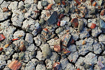Close-up of petrified rock log chips on dried and cracking crust, Petrified Forest National Park, Arizona, USA, March 2008