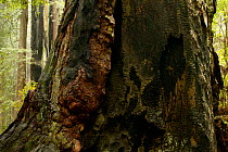 Charred / burnt thick bark at base of Giant redwood tree (Sequoia sempervirens) in coastal redwood forest, Redwoods National and State Parks, Northern California, USA, May 2008