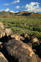 Petroglyphs etched into rocks on edge of Sonoran desert, Signal Hill, Saguaro National Park, Arizona, USA, March 2008