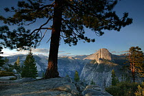 Half Dome and east side of Yosemite Valley with pine tree in foreground, Sierra Nevada Mountains, Yosemite National Park, California, June 2008