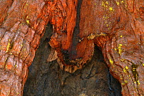 Irregular black burn scorch mark on reddish bark of Giant sequoia tree (Sequoiadendron giganteum)   Yosemite National Park, California, USA, June 2008
