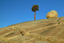 Pine tree and rock at crest of cracked rock slope, Tioga Pass, Olmsted Point, Sierra Nevada Mountains, Yosemite National Park, California, USA, June 2008