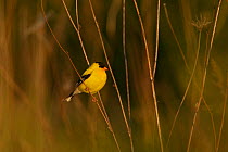 American goldfinch (Carduelis tristis) male in breeding plumage, Tallgrass Priarie WR, Wisconsin, USA, June