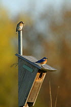 Eastern bluebird (Sialia sialis) pair in breeding plumage perched on nest box, female above, Tallgrass Prairie WR, Wisconsin, USA, May