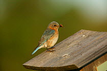 Eastern bluebird (Sialia sialis) female in breeding plumage perched on nestbox with insect prey for chicks, Tallgrass Prairie WR, Wisconsin, USA, June