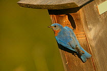 Eastern bluebird (Sialia sialis) male in breeding plumage perched on nestbox, Tallgrass Prairie WR, Wisconsin, USA, June.