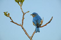 Eastern bluebird (Sialia sialis) male in breeding plumage perched on nestbox sumac tree, Tallgrass Prairie WR, Wisconsin, USA, May