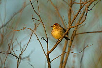 Palm warbler (Dendroica palmarum) adult in breeding plumage perched, Wisconsin, USA, May