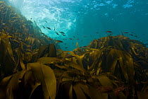 Kelp (Laminaria sp) with shoal of small fish, Channel Isles, UK, June