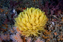 Yellow hedgehog sponge (Polymastia boletiformis) underwater, Channel Isles, UK, June