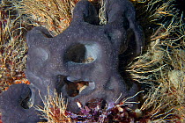 Elephant hide sponge (Pachymatisma johnstonia) underwater, Channel Isles, UK, June