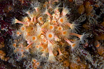 Yellow encrusting / cluster anemone (Parazoanthus axinellae) group with tentacles exposed underwater, Channel Isles, UK, June