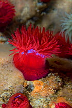 Beadlet anemone (Actinia equina) underwater with tentacles partially exposed, Channel Isles, UK, June