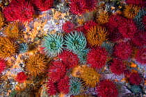 Beadlet anemones (Actinia equina) group underwater showing colour variation, Channel Isles, UK, June