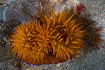 Beadlet anemone (Actinia equina) underwater with tentacles exposed, Channel Isles, UK, June
