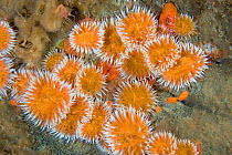 Elegant anemones (Sagartia elegans variety venusta) group underwater with tentacles exposed, Channel Isles, UK, June