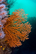 Pink sea fan coral (Eunicella verrucosa) Channel Isles, UK, June