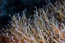Oatenpipe hydroids (Tubularia indivisa) underwater, Channel Isles, UK, June