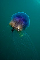 Bluefire jellyfish (Cyanea lamarckii) with fish caught in tentacles, Channel Isles, UK, June