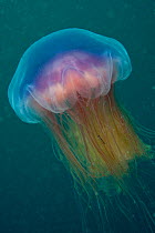 Bluefire jellyfish (Cyanea lamarckii) Channel Isles, UK, June