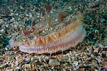 Giant scallop (Pecten maximus) on seabed, feeding, showing mantle, Channel Isles, UK, June