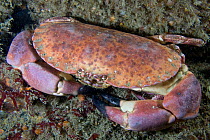 Edible crab (Cancer pagurus) underwater, looking up, Channel Isles, UK, June