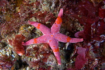 Bloody Henry starfish (Henricia oculata) underwater, Channel Isles, UK, July