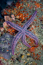 Spiny starfish (Marthasterias glacialis) underwater, Channel Isles, UK, June