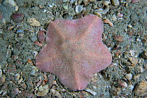 Goose foot starfish (Anseropoda placenta) on seabed, Channel Isles, UK, July