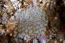 Lightbulb seasquirts / tunicates (Clavelina lepadiformis) cluster on rock, Channel Isles, UK, July