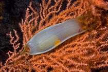 Dogfish egg case / Mermaid's purse (Scyliorhinus sp) on fan coral, Channel Isles, UK, August