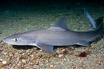 Starry smooth-hound shark (Mustelus asterias) resting on seabed, Channel Isles, UK