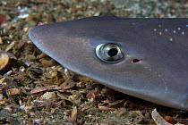 Close up of head of Starry smooth-hound shark (Mustelus asterias) resting on seabed, Channel Isles, UK