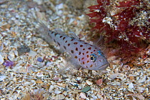 Leopard-spotted goby (Thorogobius ephippiatus) Channel Isles, UK, July