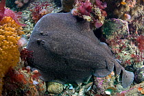 Marbled electric ray (Torpedo mamorata) on seabed, Channel Isles, UK, June