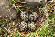 European golden plover (Pluvialis apricaria) nest with four eggs, Iceland, June