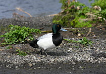 Male Greater scaup (Aythya marila) on land, Iceland, June