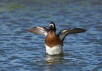 Female Greater scaup (Aythya marila) raised up on water, flapping wings, Iceland, June