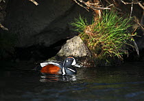 Male Harlequin duck (Histrionicus histrionicus) on water, Iceland, June