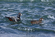 Breeding pair of Harlequin ducks (Histrionicus histrionicus) on water, Iceland, June