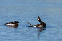 Male Long tailed duck (Clangula hyemalis) displaying to female on water surrounded by midges, Iceland, June