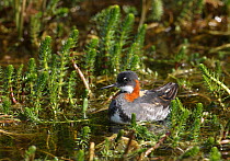 Female Northern / Red-necked phalarope (Phalaropus lobatus) on water in vegetation, Iceland, June
