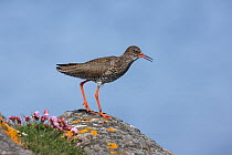 Redshank (Tringa totanus) with leg ring, calling from position on rock, Iceland, June