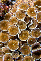 Zoantharians (Protopalythoa sp) Lembeh Straits, Sulawesi, Indonesia
