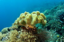 Soft coral (Sarcophyton sp) Lembeh Straits, Sulawesi, Indonesia