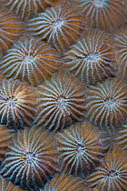 Polyps of the Hard coral (Diploastrea helipora) Lembeh Straits, Sulawesi, Indonesia