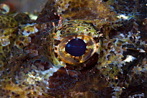Eye of Tassled scorpionfish (Scorpaenopsis oxycephala) Lembeh Straits, Sulawesi, Indonesia