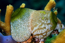 Seasquirt / Tunicate (Didemnum molle) Lembeh Straits, Sulawesi, Indonesia