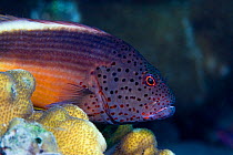 Freckled hawkfish (Parracirrhites forsteri) Lembeh Straits, Sulawesi, Indonesia