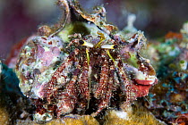 Hermit crab (Dardanus sp) Lembeh Straits, Sulawesi, Indonesia